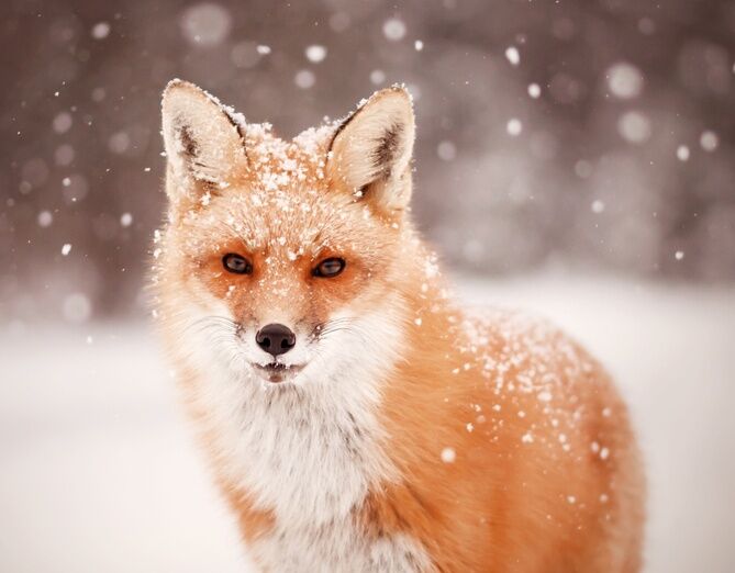 Asset Protection and Privacy- Sly Like a Fox